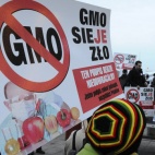 GMO to nie to!?