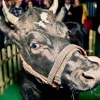 Tak się bawi bydło?