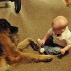 Podaj łapę psiakom