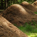 Razem lepiej, razem raźniej