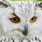 Ptaki magiczne, demoniczne, ginące…