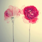 Zapach zasuszonych listów